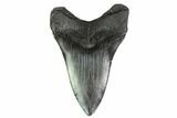 Fossil Megalodon Tooth - South Carolina #137073-2